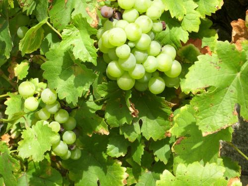 grapes vines nature