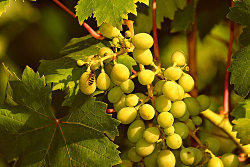 grapes  bunch  vine