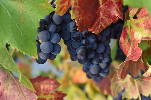 grapes  autumn  fruit
