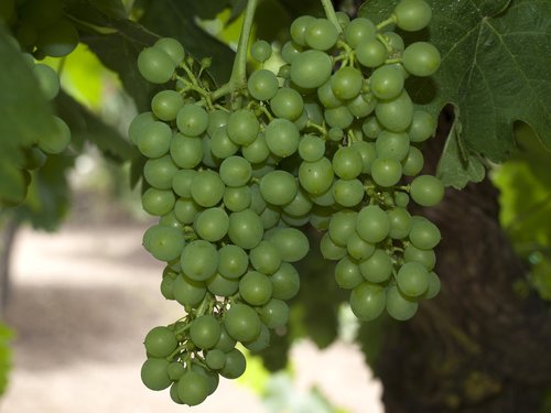 grapes  grapevine  fruit