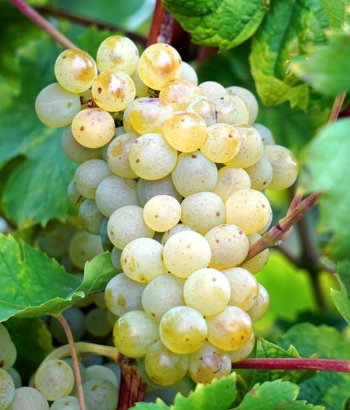 grapes  vines  grapevine