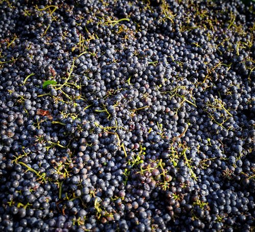 grapes  harvest  vines