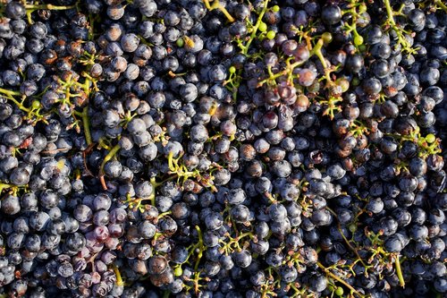 grapes  harvest  vines