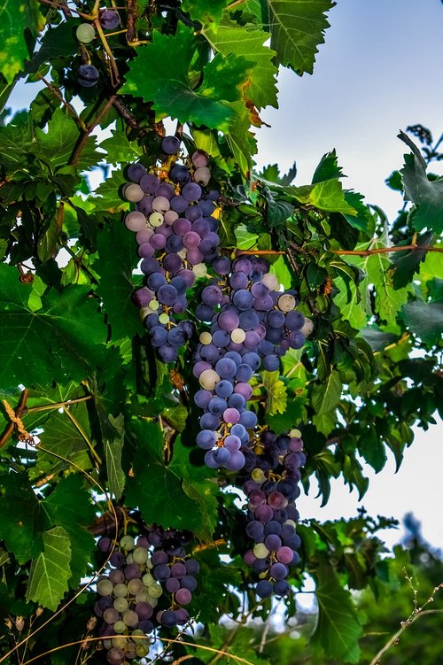 grapes  vineyard  fruit