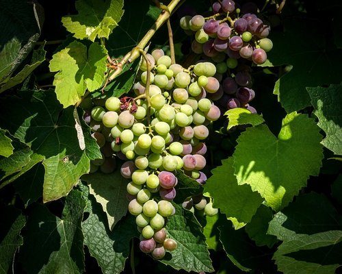 grapes  fruits  grapevine