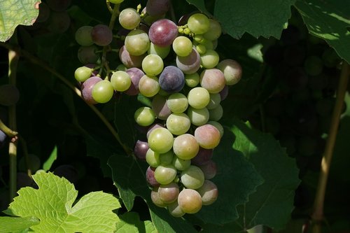 grapes  fruits  grapevine