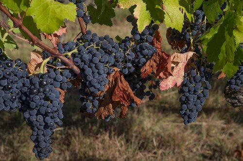 grapes  clusters  vine