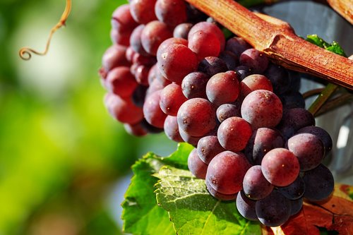 grapes  fruit  red