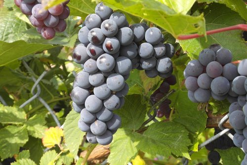 grapes  garden  fruit