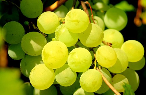 grapes  fruit  vines