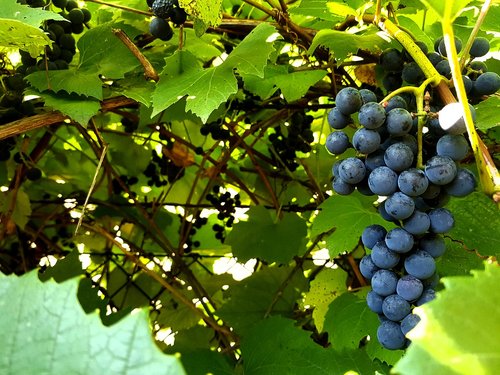 grapes  fruit  nature