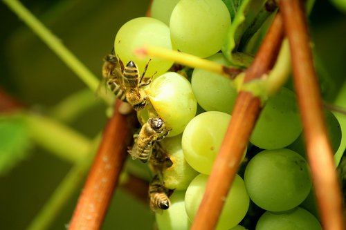 grapes  fruit  bees