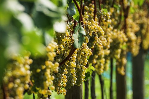 grapes  fruit  vine