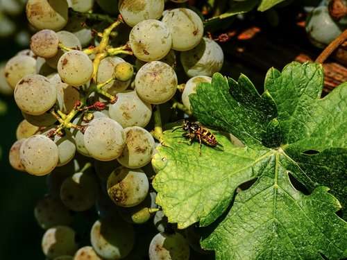 grapes  fruit  vine