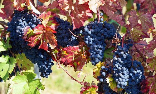 grapes  harvest  wine
