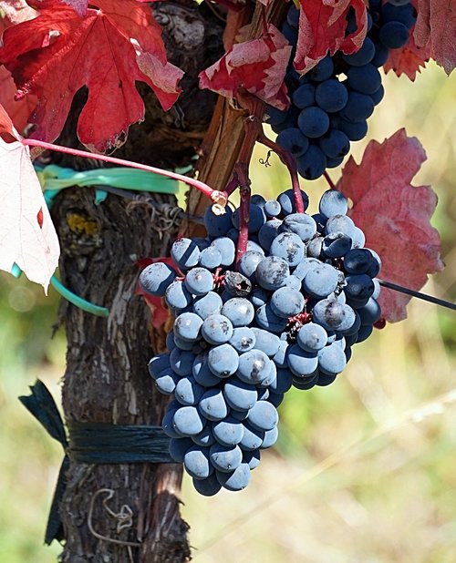 grapes  harvest  vine