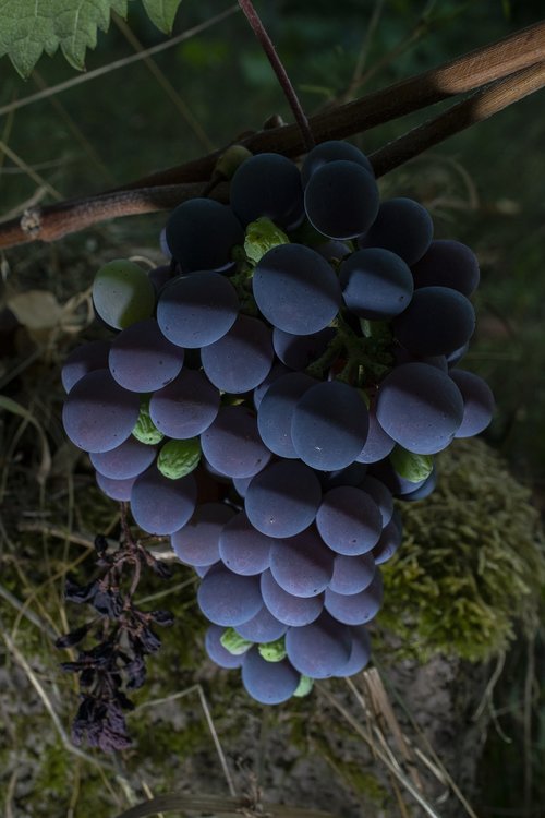 grapes  berries  vine
