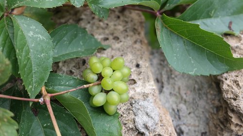 grapes  wall  texture