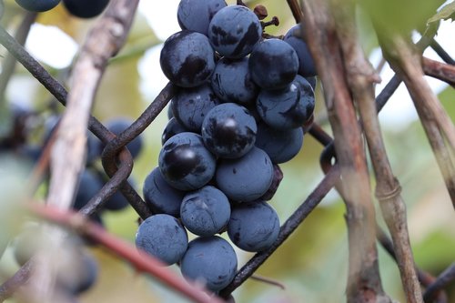 grapes  vine  wine