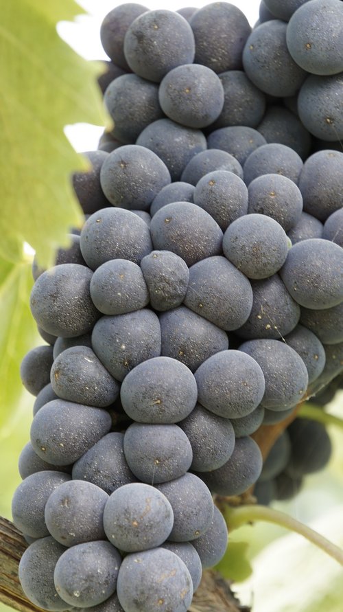 grapes  vines  vineyard