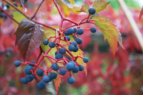 grapes  nature  leaves