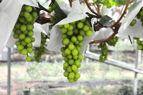 grapes  harvest  if acid