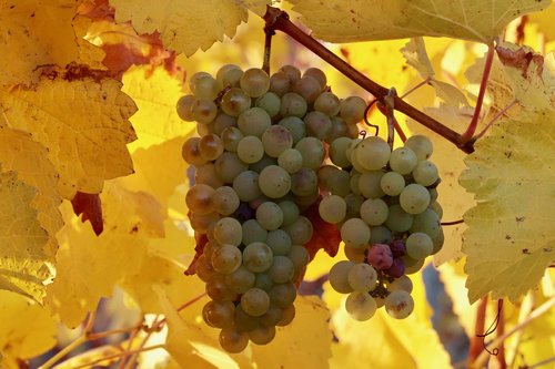 grapes  autumn  fruit