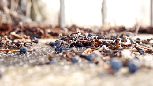 grapes  winter  vine