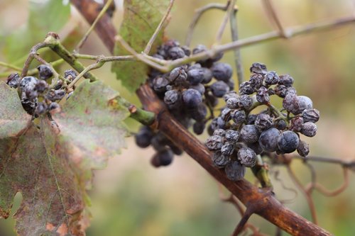 grapes  vintage  ice wine