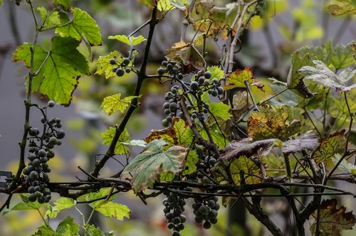 grapes  fruit  winegrowing