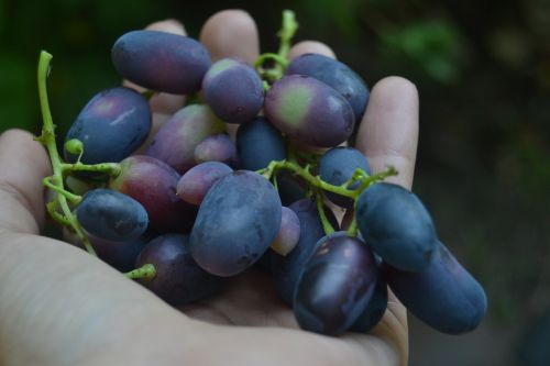 grapes food hand