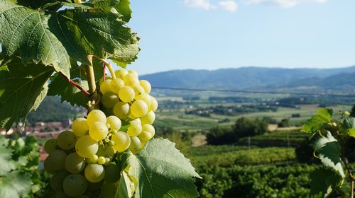 grapes  panorama  vineyards