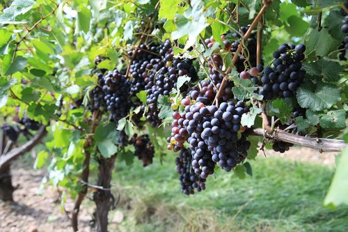 grapes  vineyard  the vine