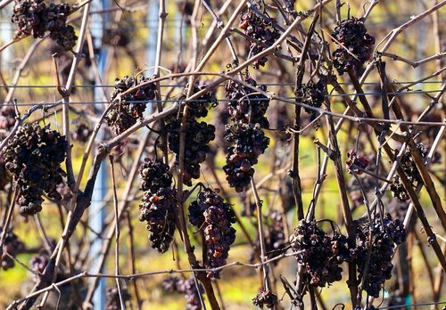 grapes  dry  vineyard