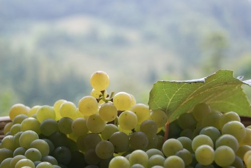 grapes  autumn  wine