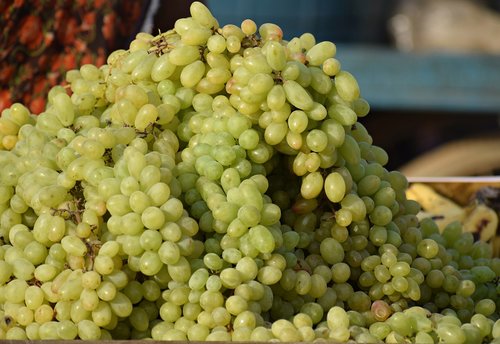 grapes  fruits  winegrowing