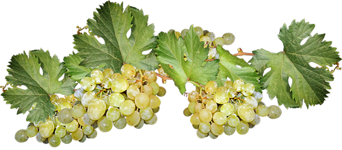 grapes  fruit  harvest