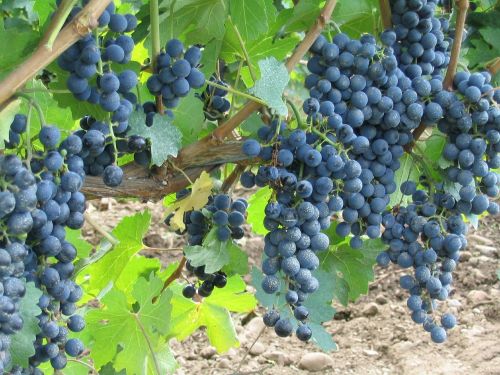 grapes vine vineyard