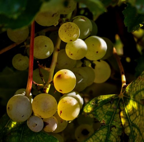 grapes cluster fruit