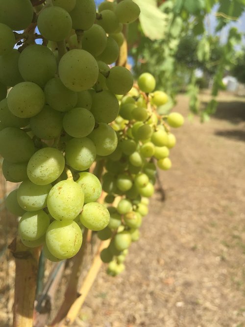 grapes  vine  wine