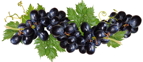 grapes  black  fruit