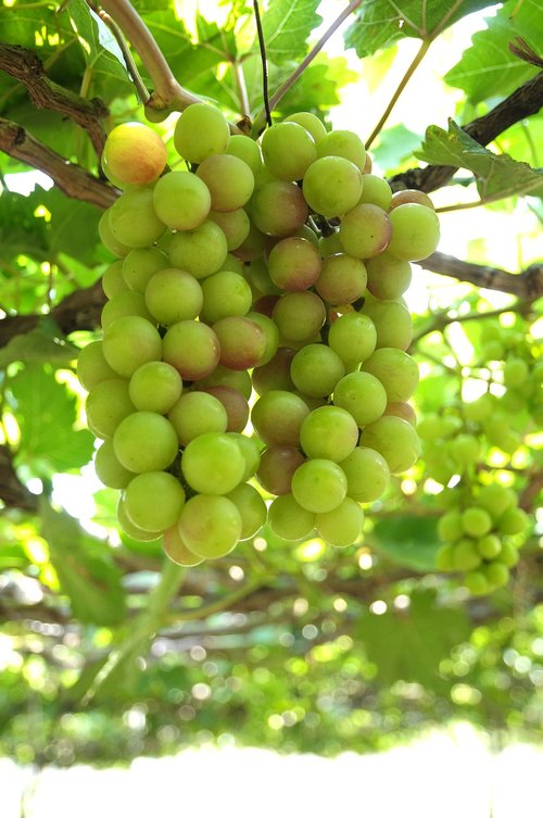 grapes  vineyard  ninh thuan