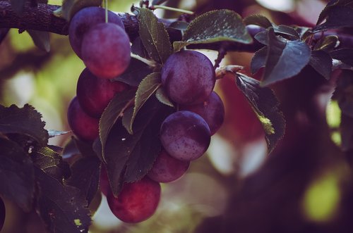 grapes  red wine grapes  wine strut