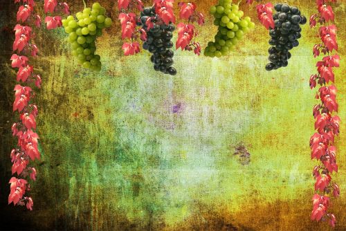 grapes wine autumn