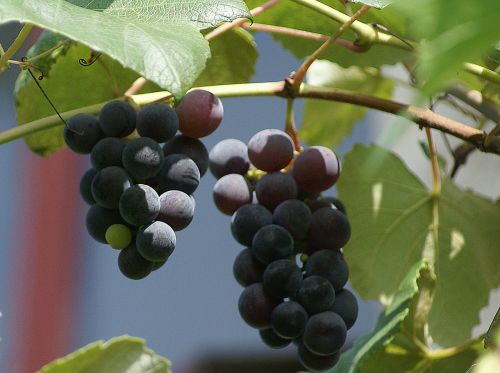 grapes fruit the bunches