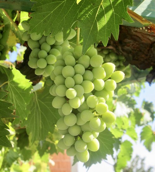 grapes  wine  fruit