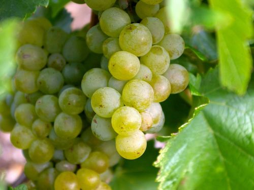 grapes wine green