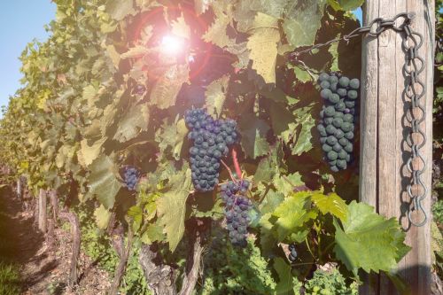 grapes vines vineyard