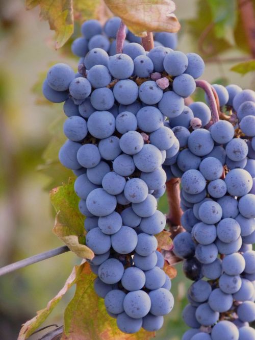 grapes grape wine