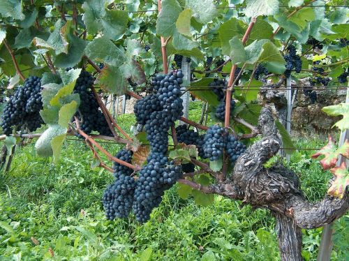 grapes vine vines stock